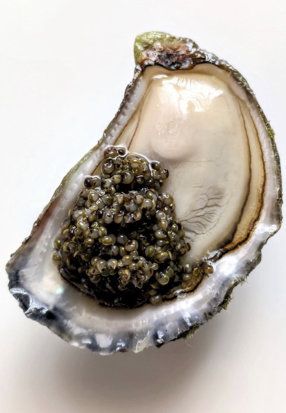 Huître garnie de caviar — Effet Mer Signature